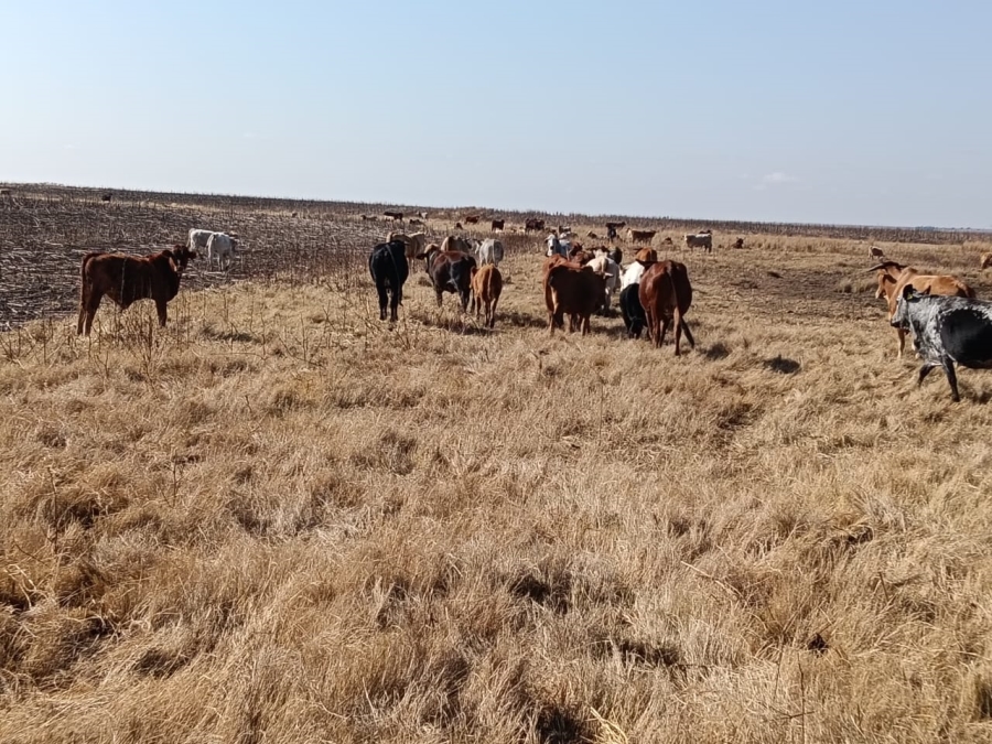 0 Bedroom Property for Sale in Heilbron Rural Free State